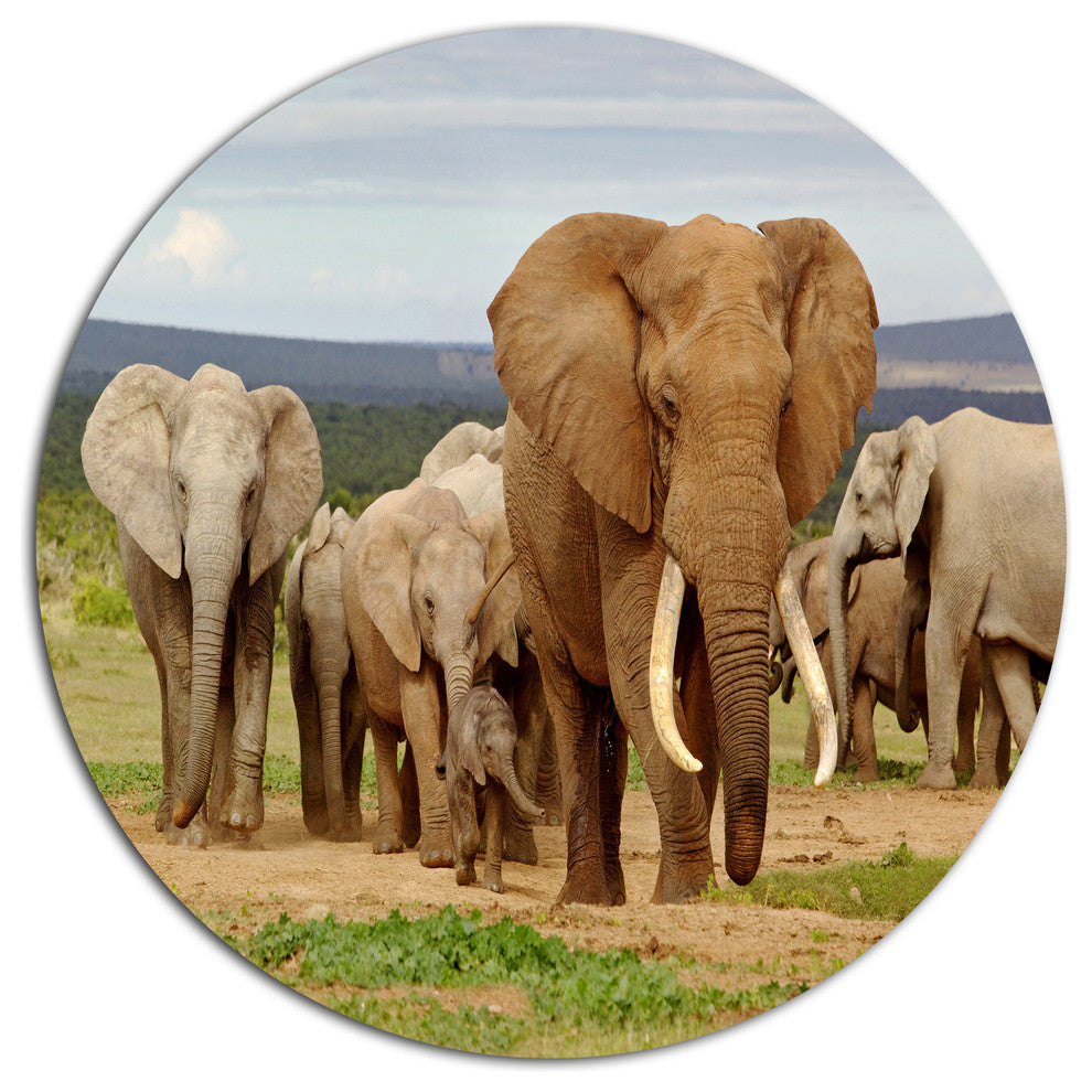 Elephant Herd In Africa, African Disc Metal Artwork, 11"