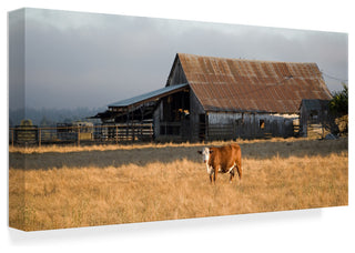 Lance Kuehne 'Cow Portrait' Canvas Art, 24"x12"