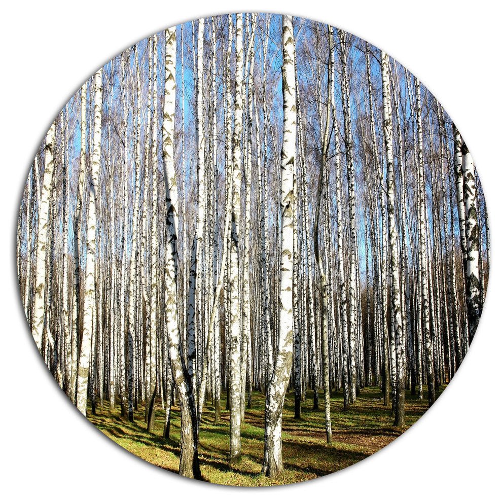 Sunny Autumn Birch Grove, Modern Forest Disc Metal Artwork, 23"