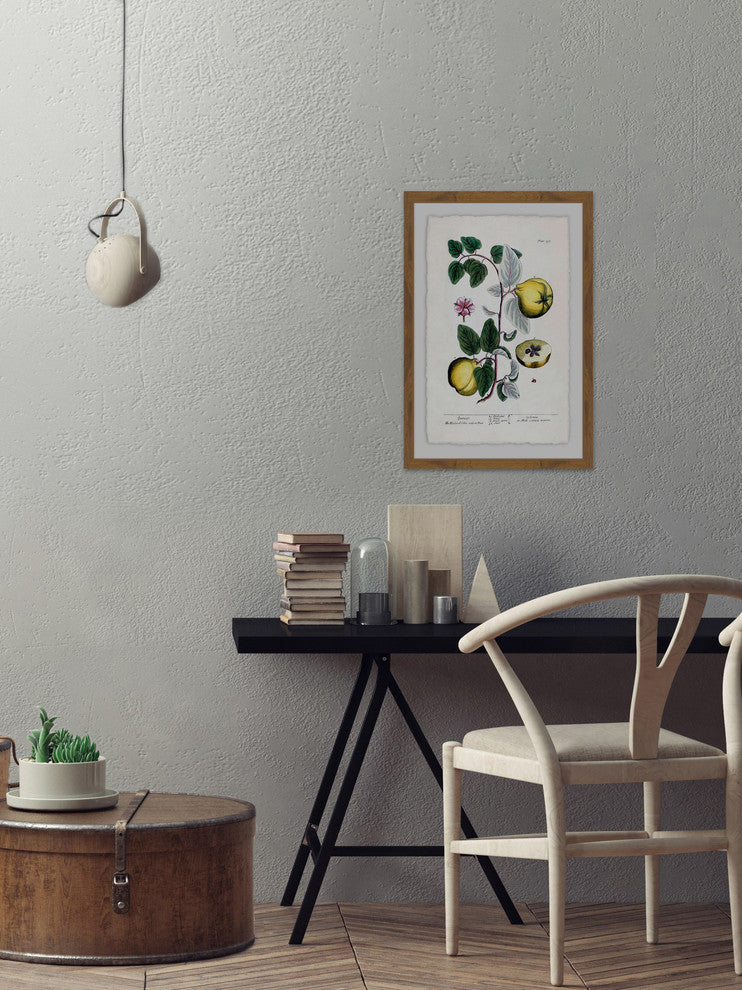 "Herbal Fruit Cydonea" Framed Painting Print, 20"x30"