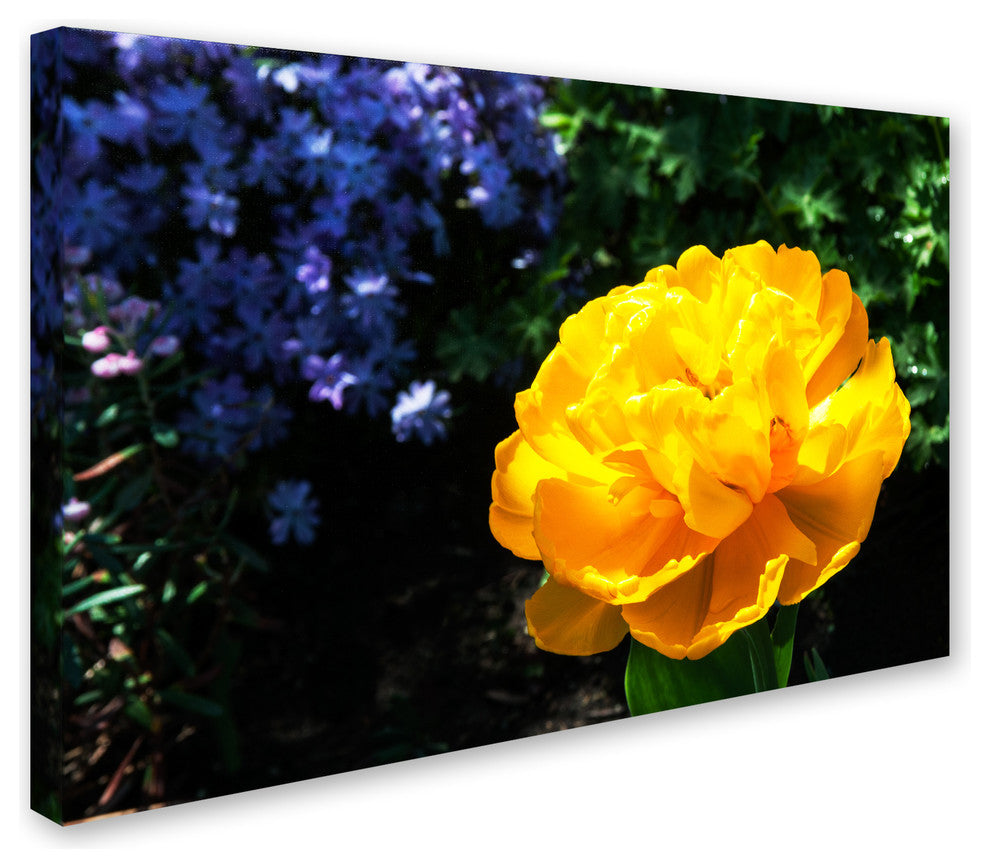 ''Yellow Double Headed Tulip'' Canvas Art by Kurt Shaffer