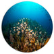 School Of Grunts Swimming In Water, Landscape Round Wall Art, 23"