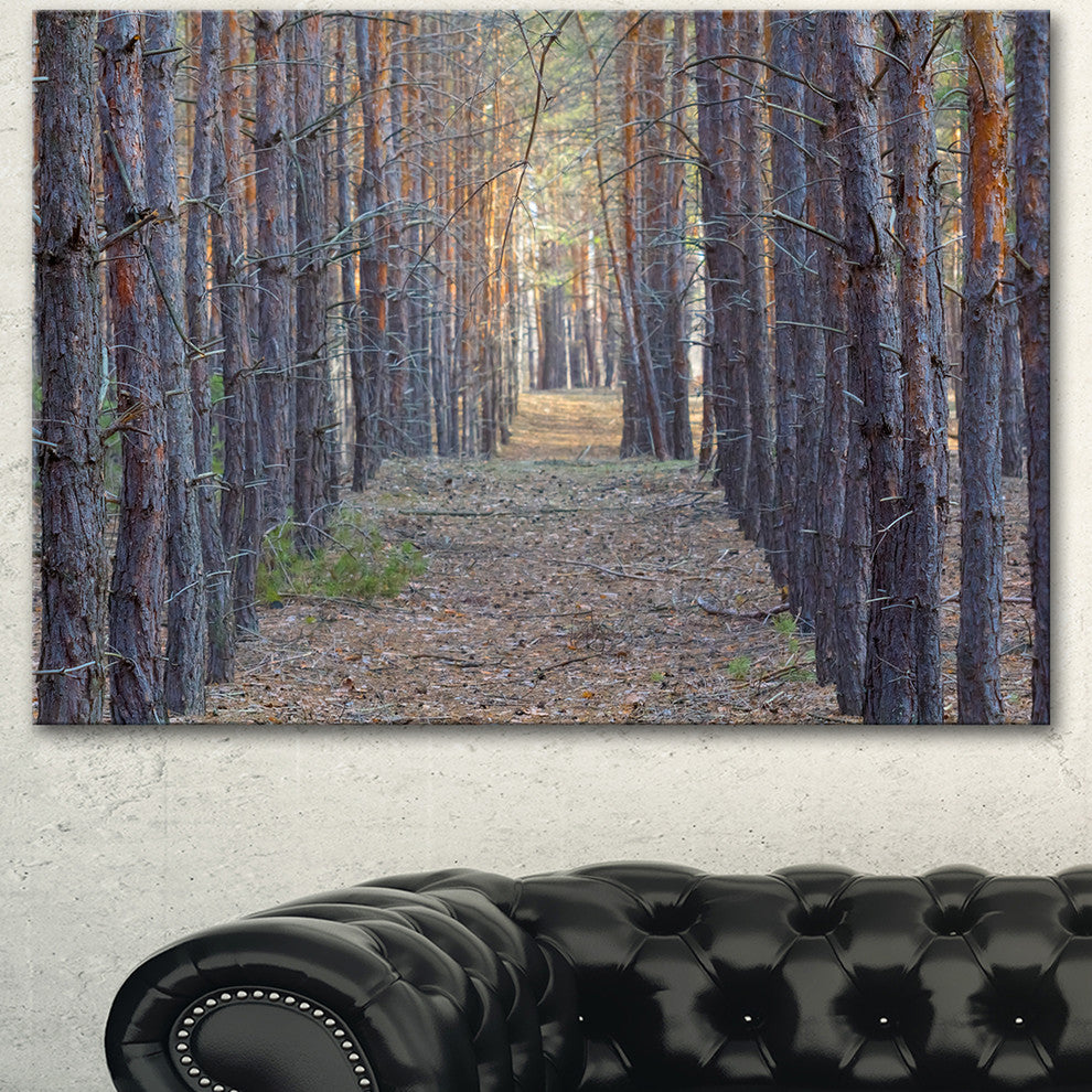 Slender Pine Tree Forest Photography, Modern Forest Canvas Art, 40"x30"