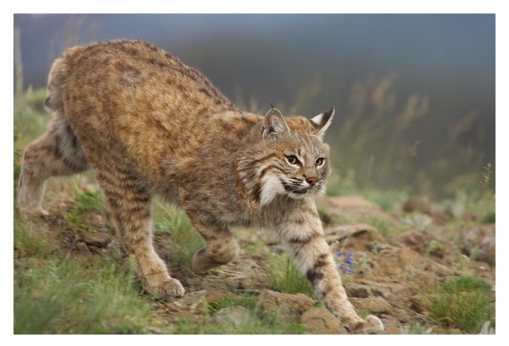 "Bobcat stalking, North America" Digital Paper Print by Tim Fitzharris, 32"x22"