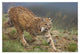 "Bobcat stalking, North America" Digital Paper Print by Tim Fitzharris, 32"x22"