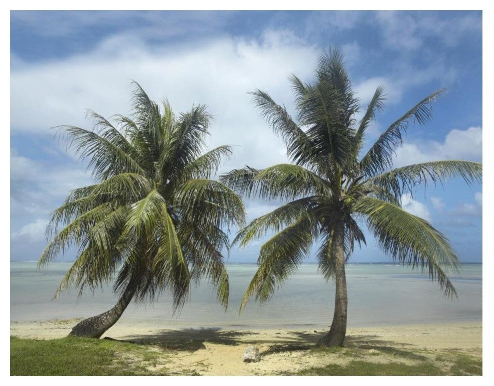"Palm trees, Agana Beach, Guam" Digital Paper Print by Tim Fitzharris, 18"x14"