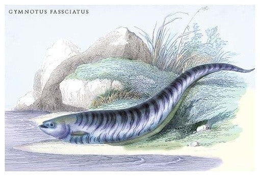 Gymnotus Fasciatus - Fine Art Giclee Print 24" x 36"
