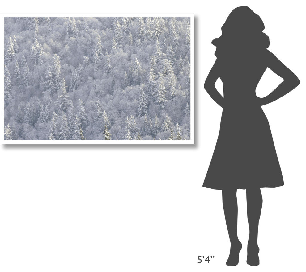 "Winter forest, British Columbia" Digital Paper Print by Tim Fitzharris, 50"x34"