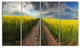Sunset over Canola Panorama, Landscape Canvas Art Print, 48"x28", 4 Panels