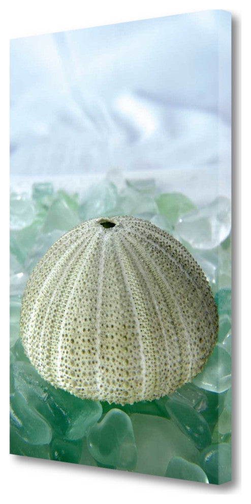 23" Sea Urchin and Green Seaglass Giclee Wrap Canvas Wall Art