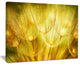 "Soft Yellow Dandelion Flowers" Floral Photography Canvas Print, 40"x30"