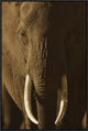 African Elephant Male Portrait With Long Tusks, Kenya, 20"x30"