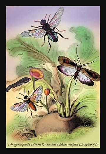 Insects: Phryganea Grandis, Et Al. - Fine Art Giclee Print 24" x 36"