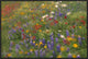 Wildflowers Blowing In The Wind, Hill Country, Texas, 30"x20"