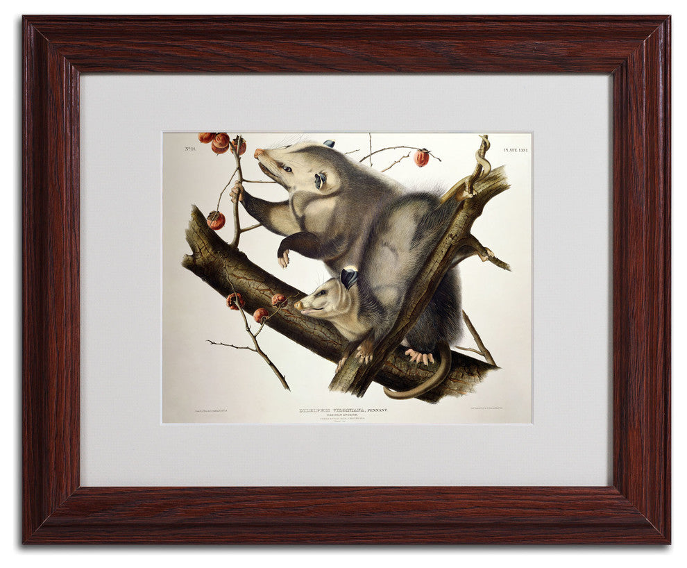 'Virginian Opossum' Matted Framed Canvas Art by John James Audubon