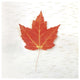 "Autumn Colors I" Digital Paper Print by Sue Schlabach, 32"x32"