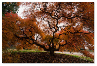 'Autumn Japanese Maple Tree' Canvas Art by Kurt Shaffer