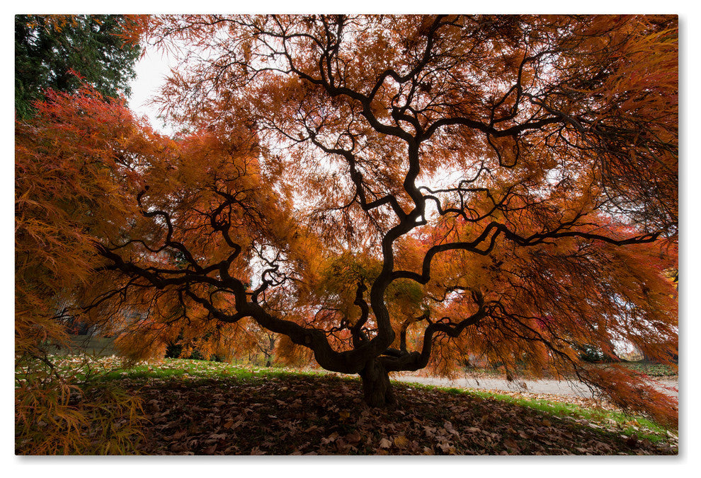 'Autumn Japanese Maple Tree' Canvas Art by Kurt Shaffer