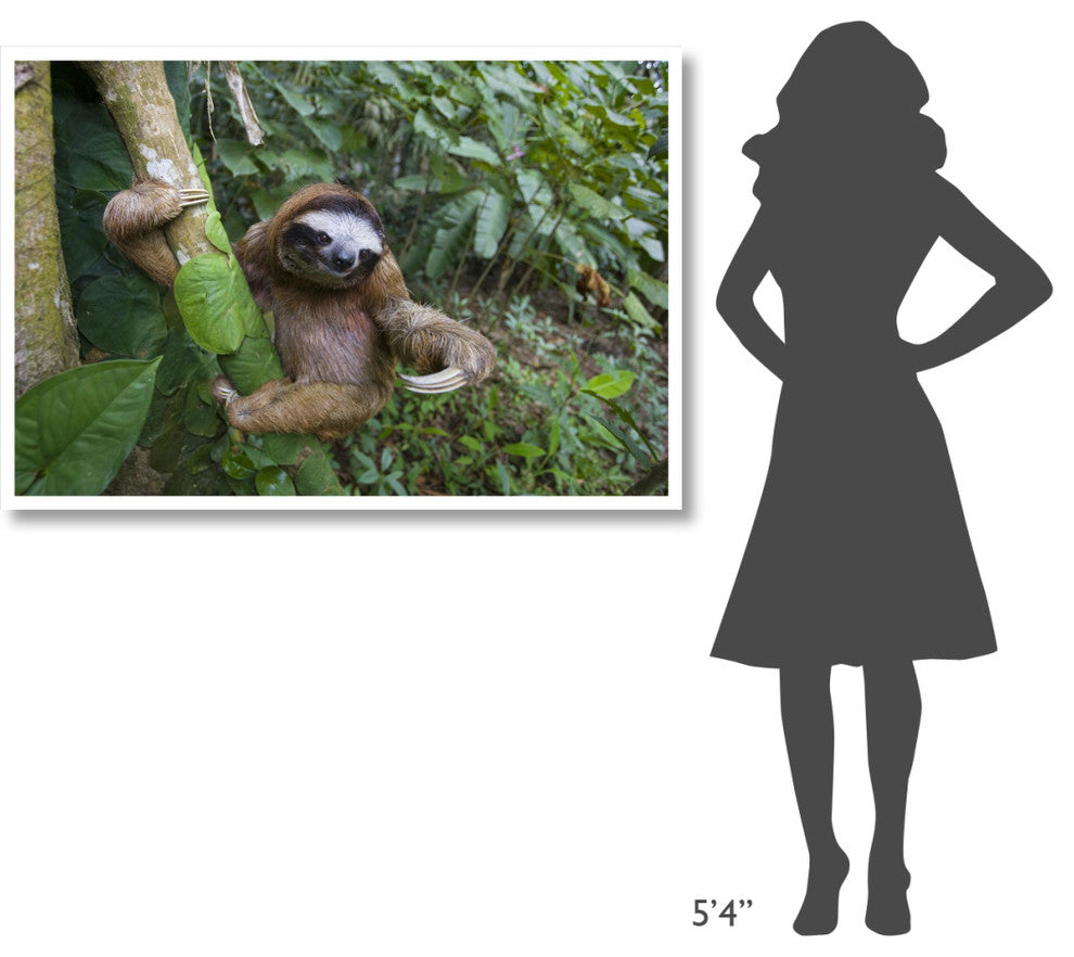 "Brown-throated 3-toed Sloth male, Aviarios Sloth Sanctuary" Paper Art, 50"x34"