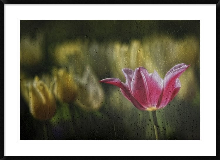 "Kiss Of The Rain" Framed Digital Print by Ricky Siegers, 44x32"