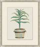 Aloe Pot 2, Giclee Reproduction Artwork