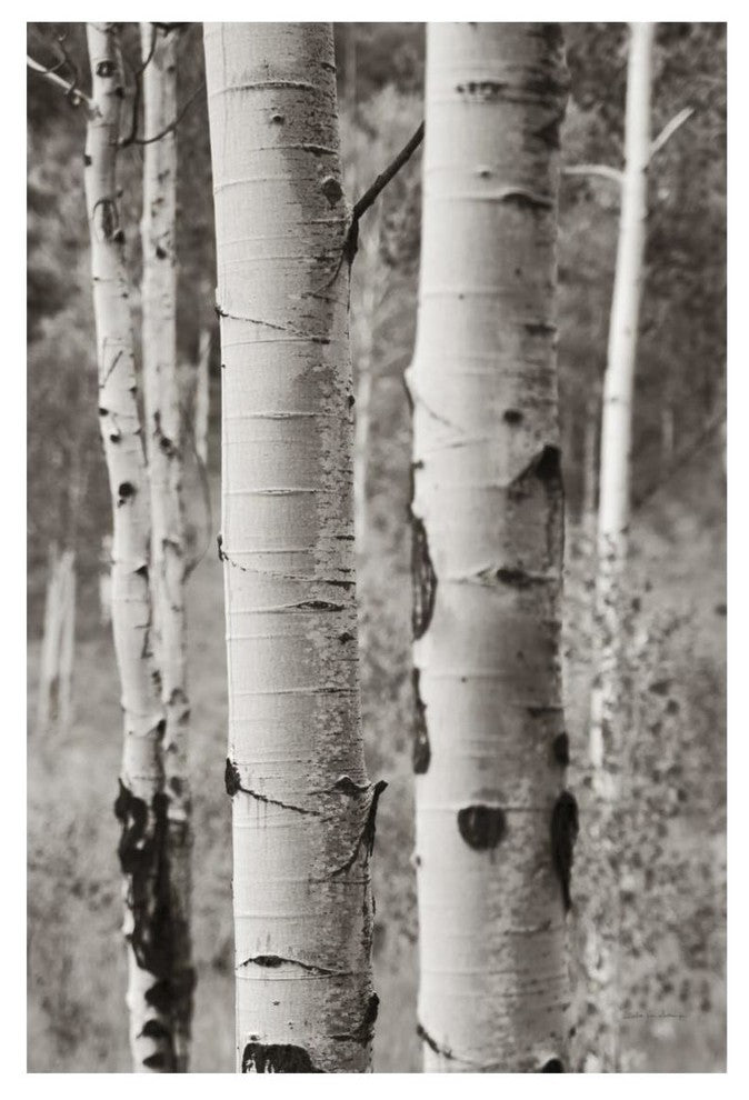 "Aspens II" Digital Paper Print by Debra Van Swearingen, 18"x26"