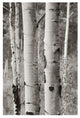 "Aspens II" Digital Paper Print by Debra Van Swearingen, 18"x26"