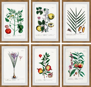 "Plantas Jali Hexaptych" Framed Prints, 20"x30", 6-Piece Set