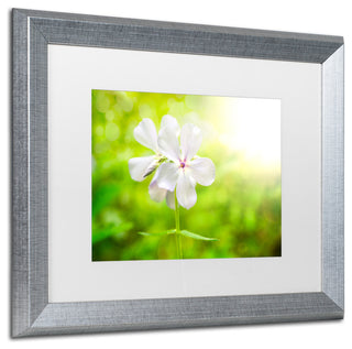 PIPA Fine Art 'Beauty of the Forest Floor' Matted Framed Art, 20x16