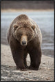 "Grizzly Bear, Katmai National Park, Alaska"  by Matthias Breiter, 25x37"