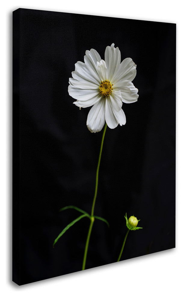 Kurt Shaffer 'White Cosmos on Black' Canvas Art, 47"x35"