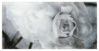"Dark Ranunculus I A" Frameless Reverse Printed Tempered Art Glass Wall Art