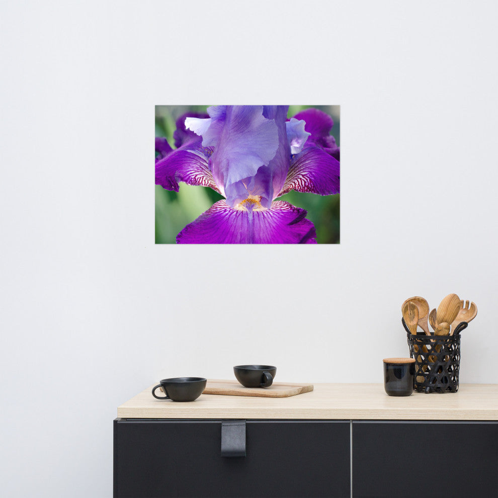 Glowing Iris Nature Photography, Floral Unframed Wall Art Print, 18" X 24"
