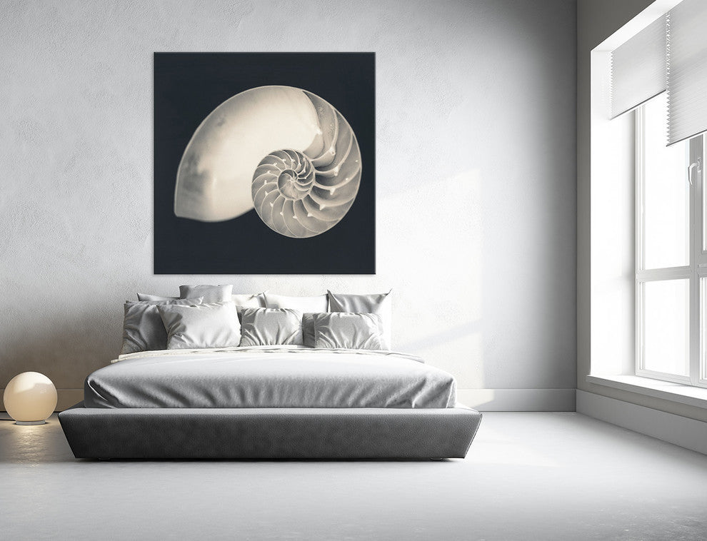 "Shell I" Fine Art Canvas Print, 54"x54"