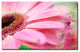 Painted Petals XLIV Canvas Art, 30"x40"