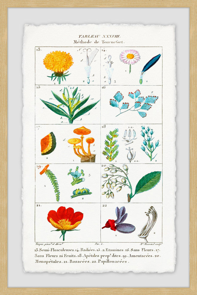 "Botany French 2" Framed Painting Print, 16"x24"