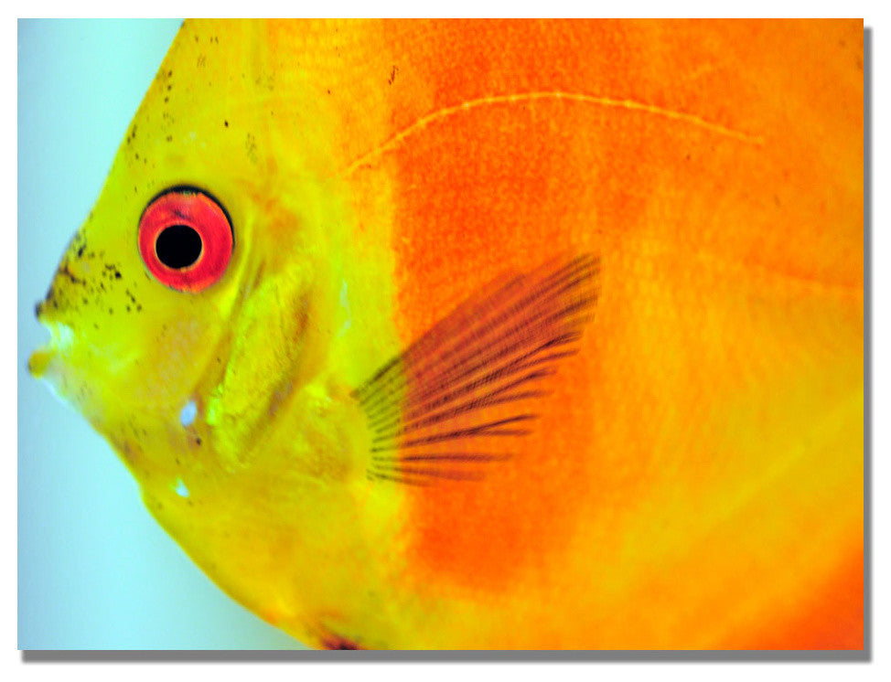 'Tropical Fish Closeup' Canvas Art by Kurt Shaffer