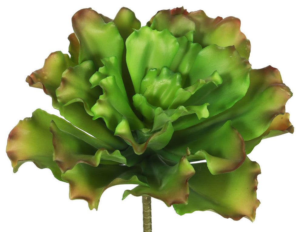 Product image on solid white background showing full plant.