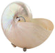 Seven inch White Nautilus Shell with Sterling Silver feet