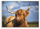 Beautiful Cow in Pasture Animal Landscape Photo, 10"x15"