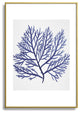 Gal Design Seaweed 9 Metal Framed Art Print