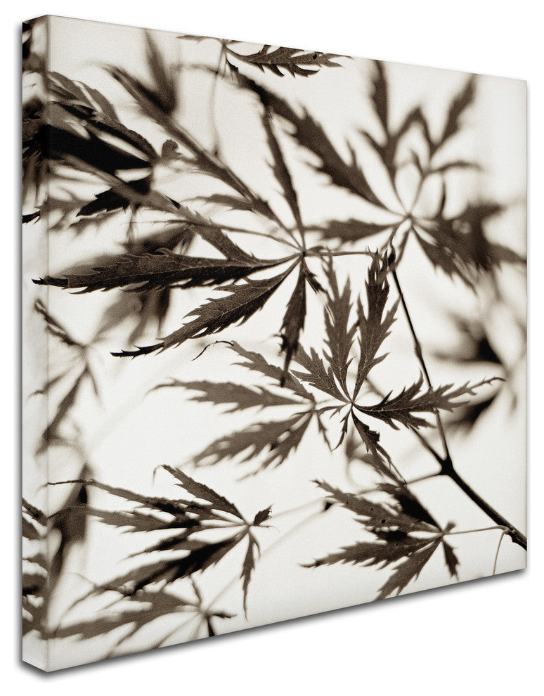 Alan Blaustein ''Florison 50'' Canvas Art, 18x18