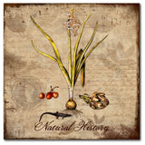 Tina Lavoie 'Natural History' Canvas Art, 18" x 18"