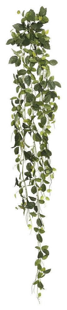 65" Fittonia Hanging Bush W/374 Lvs.-Gre