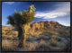 "Joshua Tree at Red Rock State Park, California"  by Tim Fitzharris, 17x13"