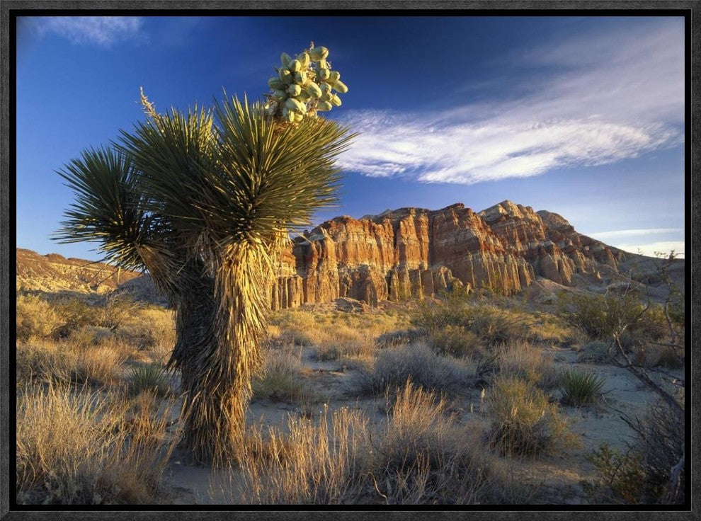 "Joshua Tree at Red Rock State Park, California"  by Tim Fitzharris, 17x13"