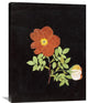 "Cut Out Watercolour of a Flower" Canvas Giclee by Margaret Nash, 23"x30"