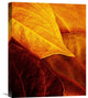 "Leaves" Stretched Canvas Giclee by Luiz Laercio, 18"x22"