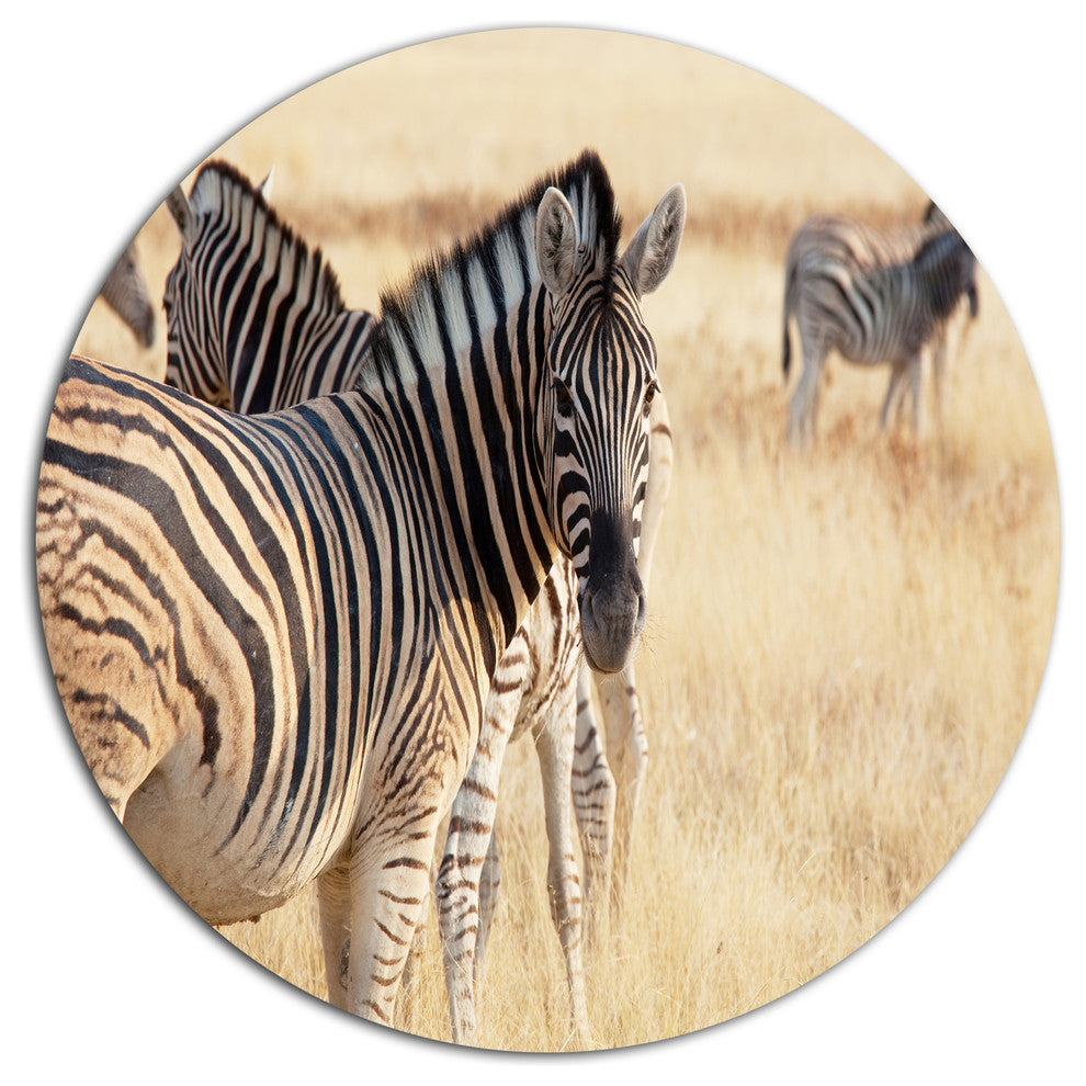 Zebra In Etosha Wandering In Grass, African Disc Metal Wall Art, 23"