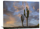 "Saguaro Cacti, Cabo San Lucas, Mexico" Artwork, 40" x 30"
